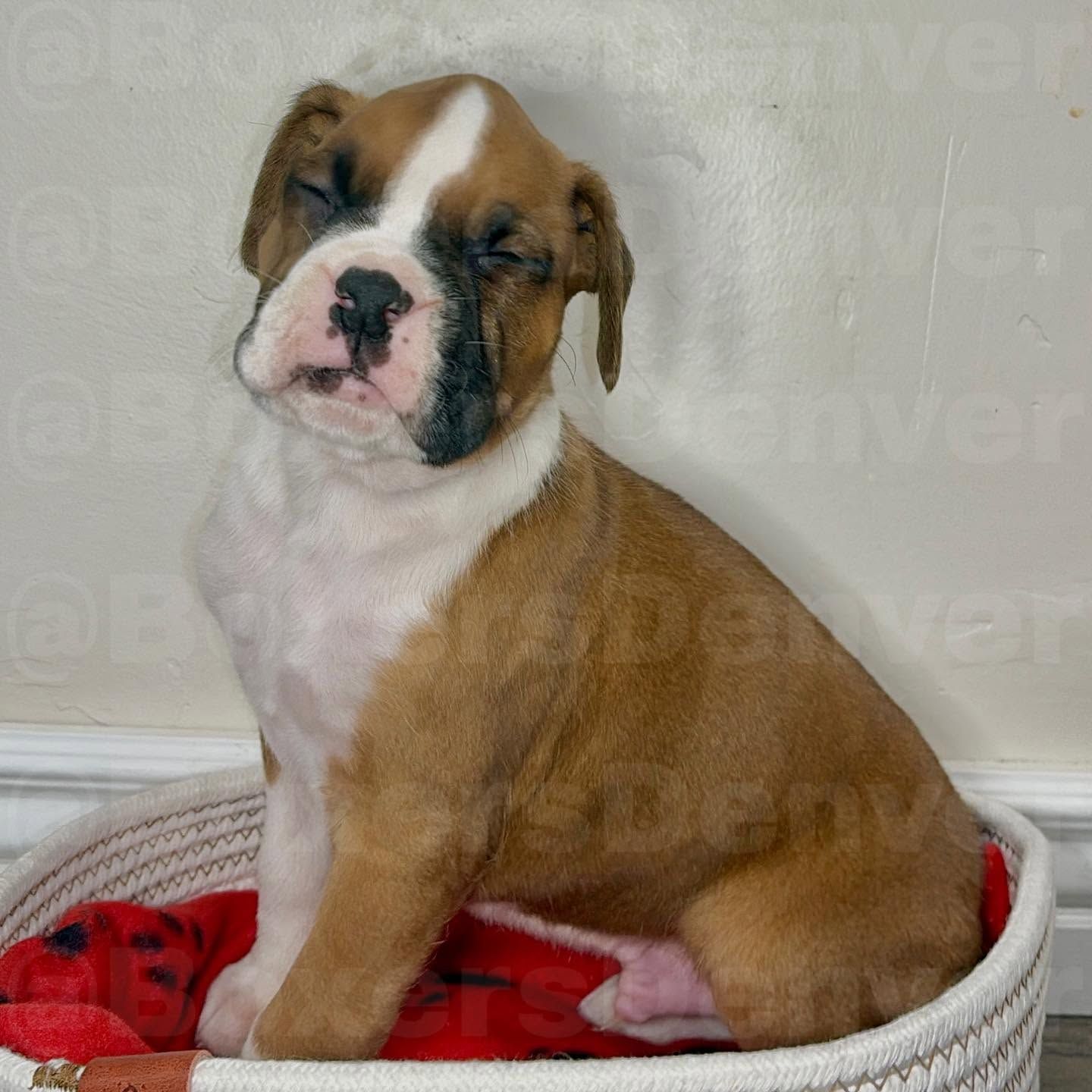 Happy boxer photo Boxer 2