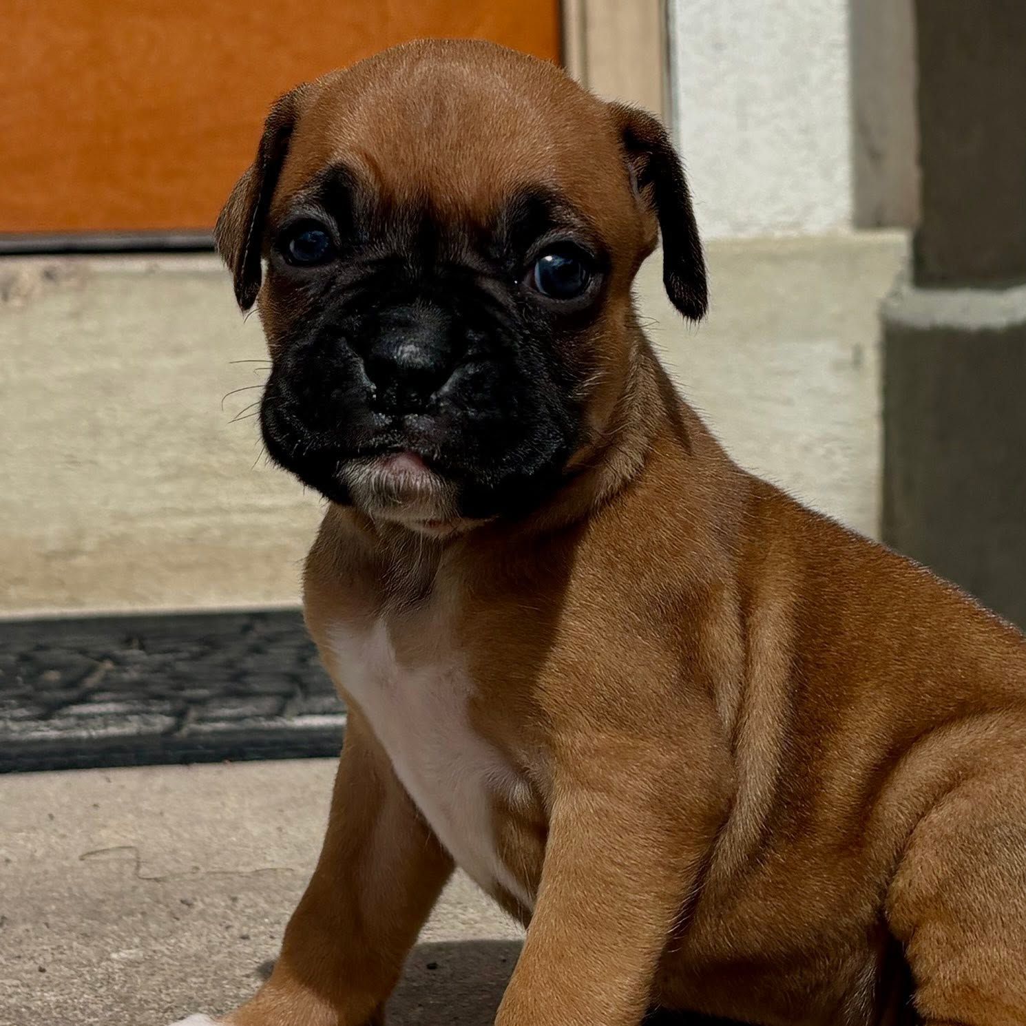Happy boxer photo Boxer 3