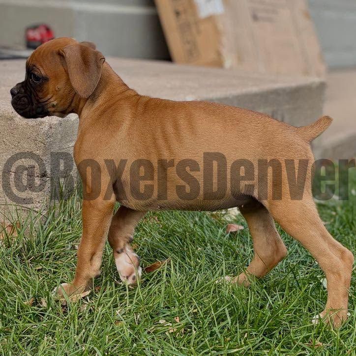 Happy boxer photo Boxer 4