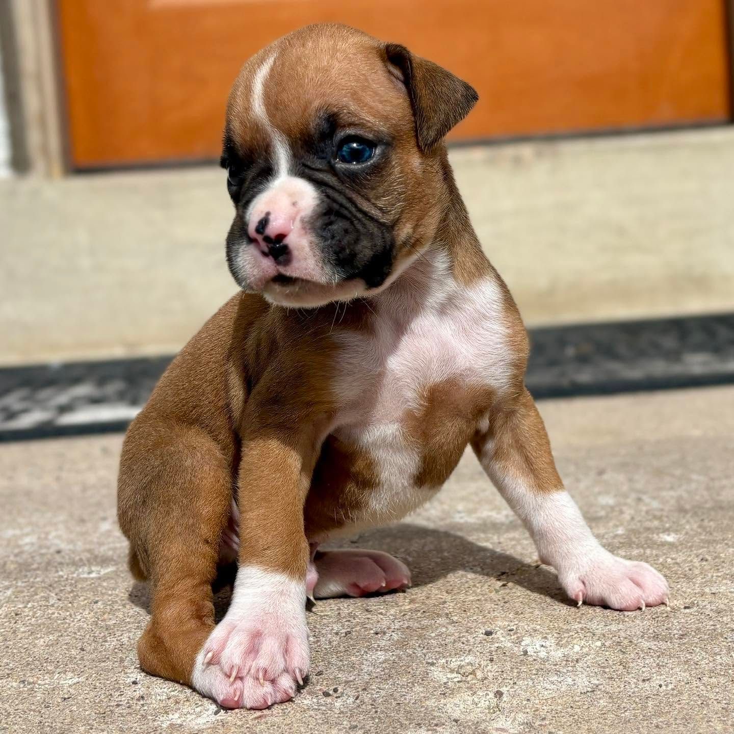 Happy boxer photo Boxer 6