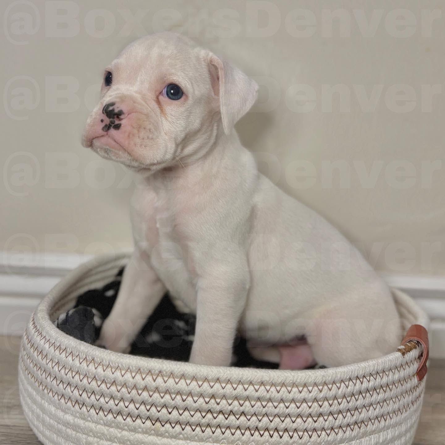 Happy boxer photo Boxer White 1