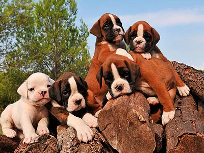 Boxer Puppies