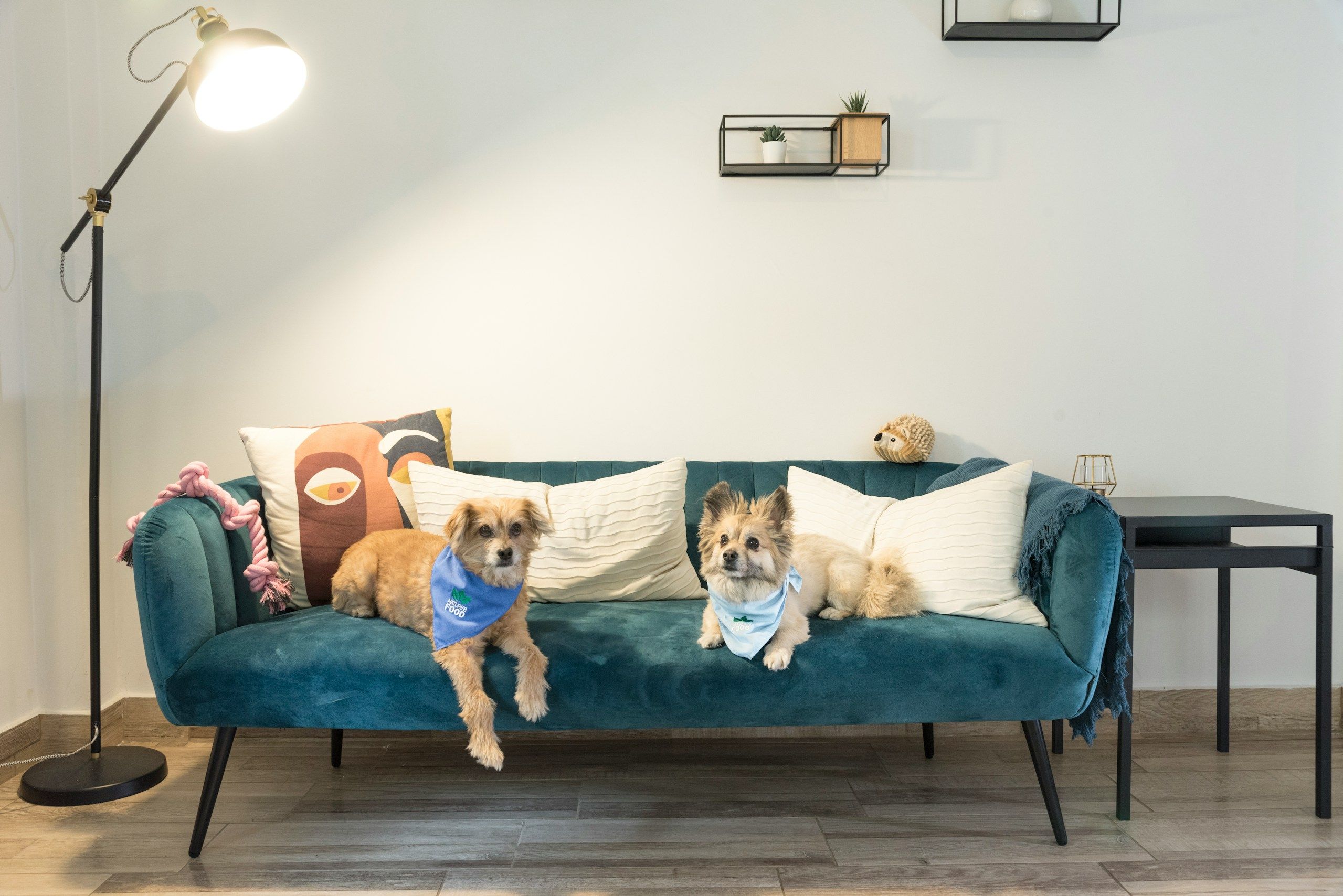 Puppies waiting to meet you