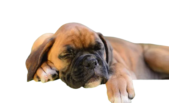 Sleeping boxer puppy