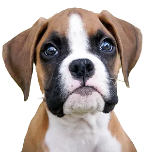 Boxer puppy