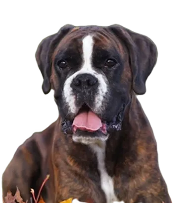 Boxer dog